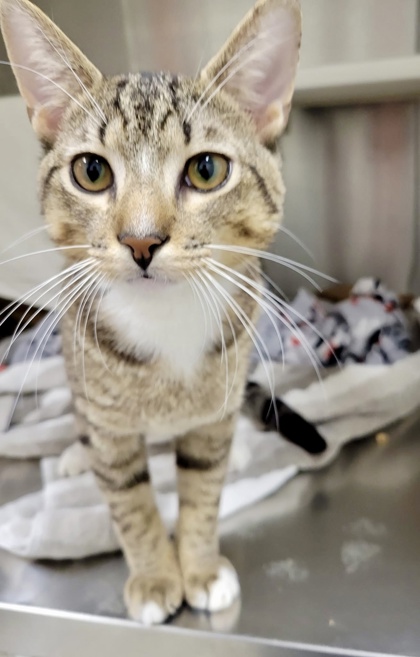 Shelter Stray Male Cat last seen Near Robb st, 21218, MD, 2490 Giles Rd, Baltimore, MD 21225, USA