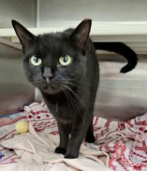 Shelter Stray Female Cat last seen Joplin St & Eastern Ave, 21224, MD, 301 Stockholm St, Baltimore, MD 21230, USA