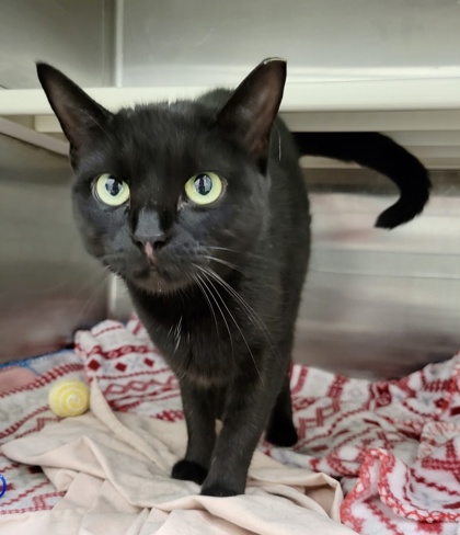 Shelter Stray Female Cat last seen Joplin St & Eastern Ave, 21224, MD, 2490 Giles Rd, Baltimore, MD 21225, USA