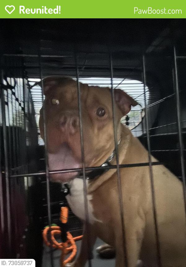 Reunited Male Dog last seen hone ave and esplanade , The Bronx, NY 10461