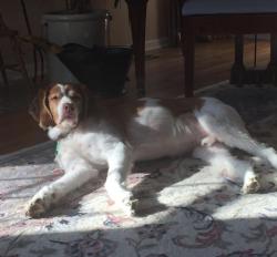 Reunited Male Dog last seen Stillmeadow Country Club near Ohio Pike, Cincinnati, OH 45245