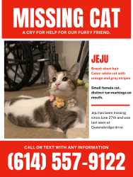 Lost Female Cat last seen St. Peter Roman Catholic Churx, Columbus, OH 43235
