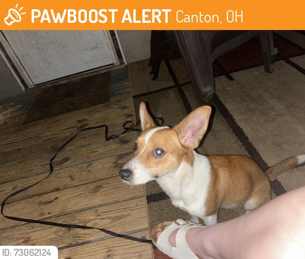Found/Stray Male Dog last seen Coventry BLVD NE, Canton, OH 44705