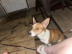 Found/Stray Male Dog last seen Coventry BLVD NE, Canton, OH 44705