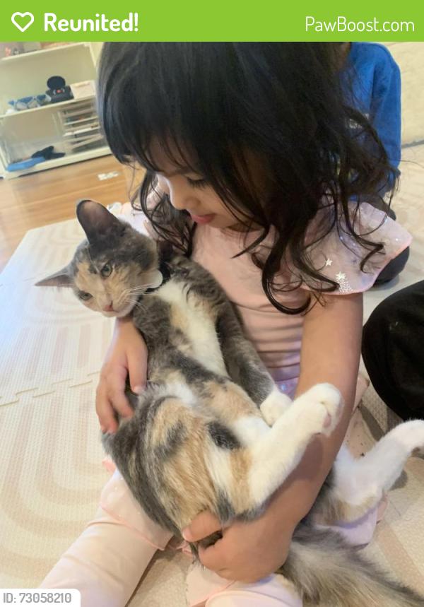 Reunited Female Cat last seen Morganton and North Virginia Avenue, Fayetteville, NC 28305