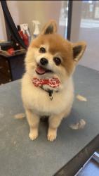 Reunited Male Dog last seen Near S Troy St, Chicago, IL 60629, USA, Chicago, IL 60629