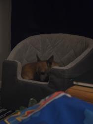 Found/Stray Female Dog last seen Jasmine Lakes, Jasmine Estates, FL 34668