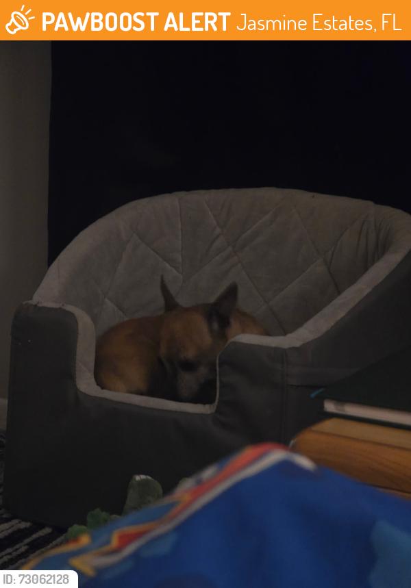 Found/Stray Female Dog last seen Jasmine Lakes, Jasmine Estates, FL 34668