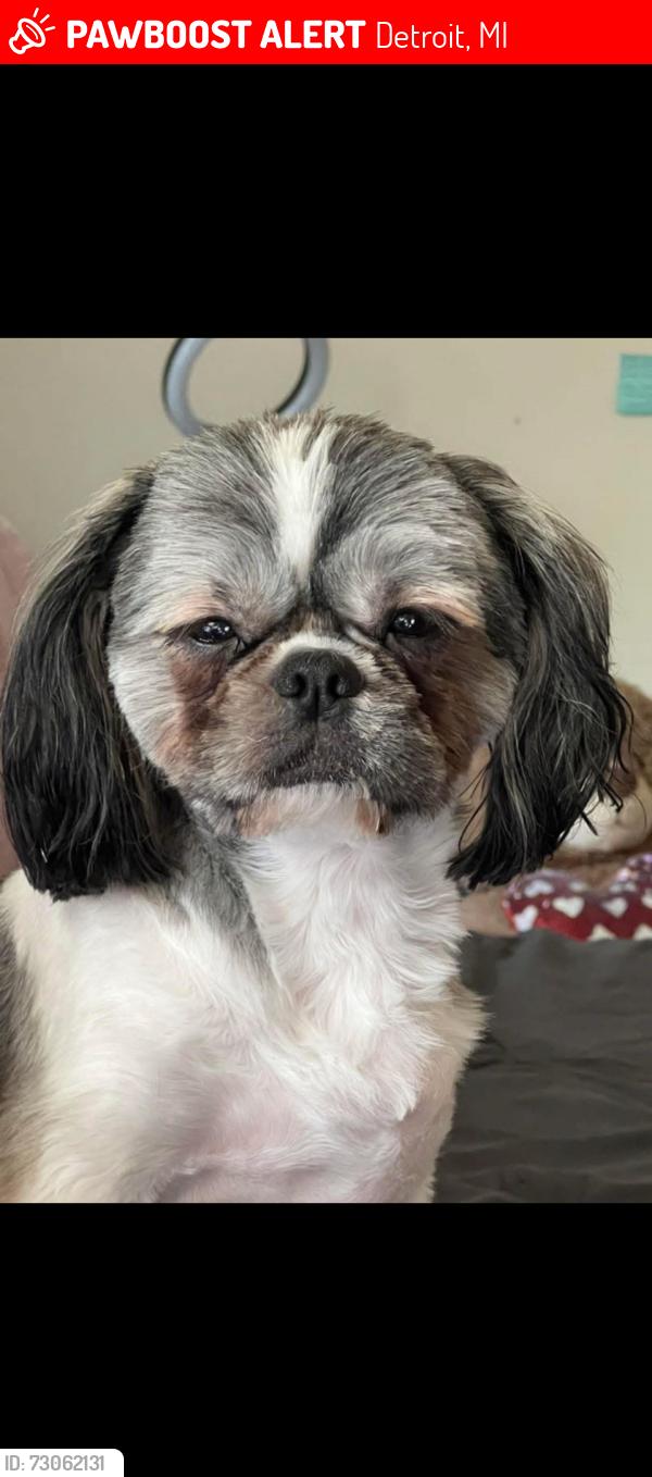 Lost Male Dog last seen Outer drive and greenfiled, Detroit, MI 48235
