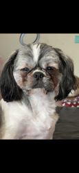 Lost Male Dog last seen Outer drive and greenfiled, Detroit, MI 48235