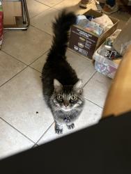 Lost Male Cat last seen Holly springs, Holly Springs, NC 27540