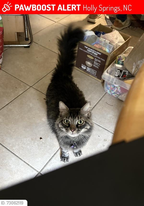 Lost Male Cat last seen Holly springs, Holly Springs, NC 27540