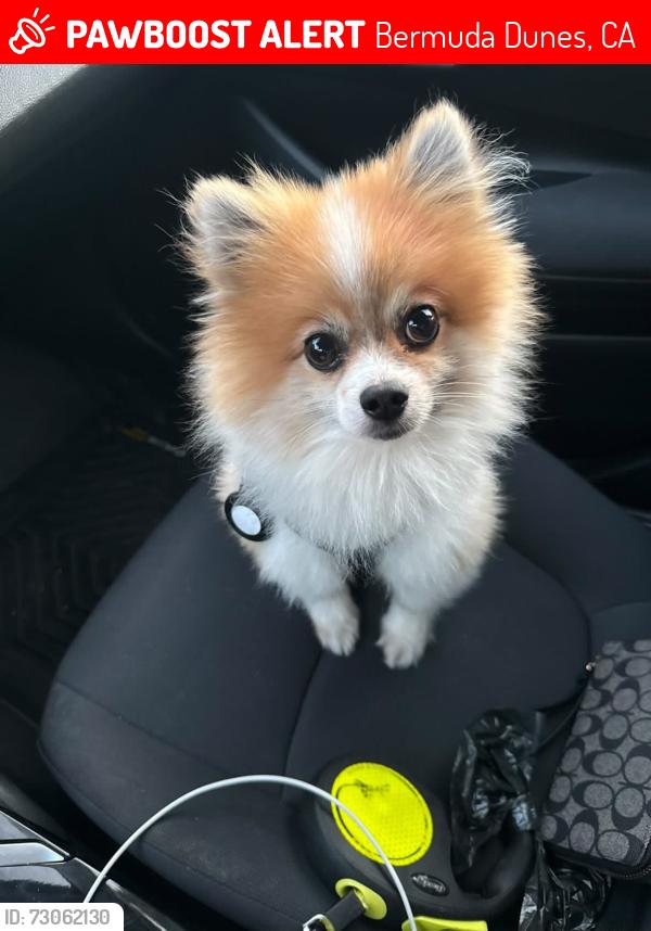 Lost Male Dog last seen Saddleback apmts in Bermuda Dunes, Bermuda Dunes, CA 92203