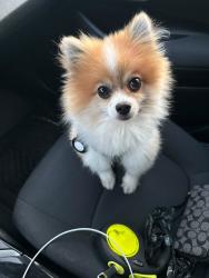 Lost Male Dog last seen Saddleback apmts in Bermuda Dunes, Bermuda Dunes, CA 92203