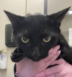 Shelter Stray Male Cat last seen Navarr Street, Oceanside, CA, 92057, Oceanside, CA 92058, USA