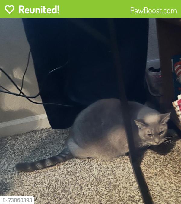 Reunited Unknown Cat last seen Milburn /salinas, Fresno, CA 93722