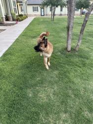 Found/Stray Male Dog last seen Cailas At Elm Park, Lubbock, TX 79407