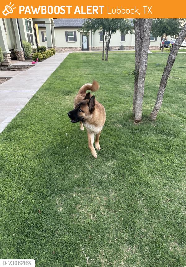 Found/Stray Male Dog last seen Cailas At Elm Park, Lubbock, TX 79407