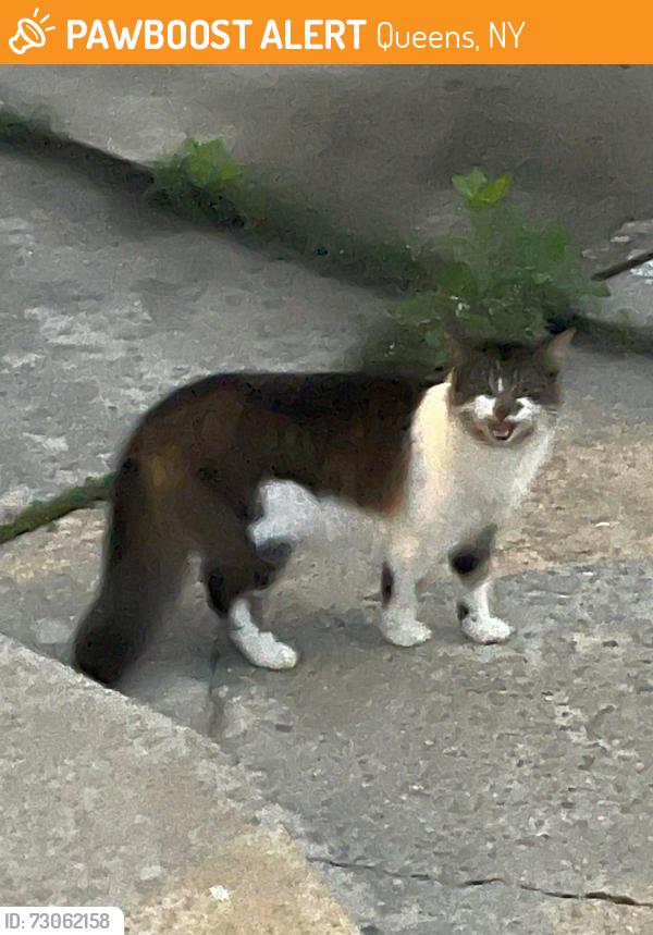 Found/Stray Unknown Cat last seen Near PS95Q, Queens, NY 11433