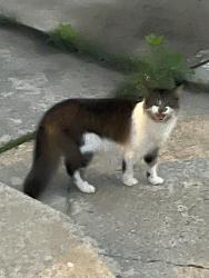 Found/Stray Unknown Cat last seen Near PS95Q, Queens, NY 11433