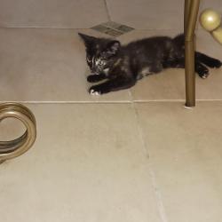 Found/Stray Female Cat last seen Farmhaven & Lansdowne, Austin, TX 78754
