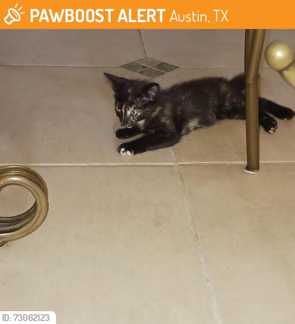 Found/Stray Female Cat last seen Farmhaven & Lansdowne, Austin, TX 78754