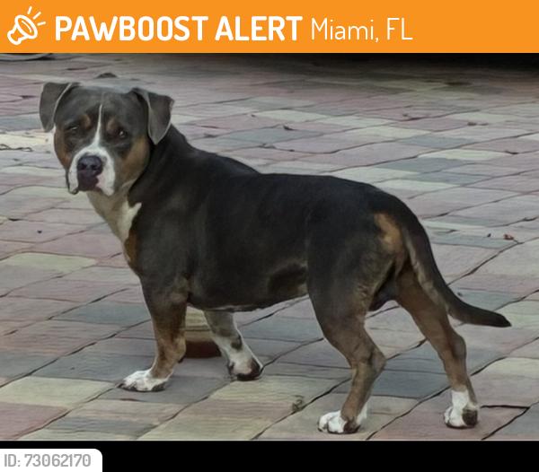 Found/Stray Unknown Dog last seen SW 96 street and sw 94 court, Miami, FL 33176