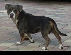 Found/Stray Unknown Dog last seen SW 96 street and sw 94 court, Miami, FL 33176