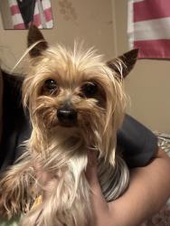 Lost Male Dog last seen Root/webb st, Crest Hill, IL 60403