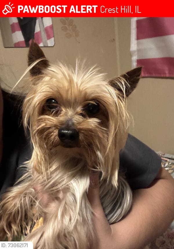 Lost Male Dog last seen Root/webb st, Crest Hill, IL 60403
