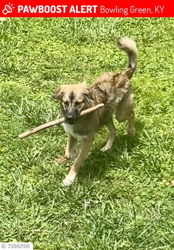 Lost Male Dog last seen Old Morgantown Road, Bowling Green, KY 42101