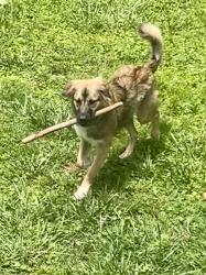 Lost Male Dog last seen Old Morgantown Road, Bowling Green, KY 42101