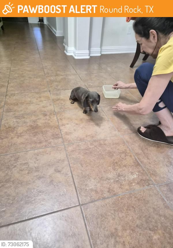 Found/Stray Female Dog last seen Red bud lane, Round Rock, TX 78665