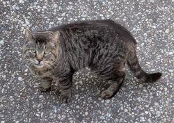 Found/Stray Unknown Cat last seen Whitegate & Woodhaven Circle, Lawrence, WI 54115