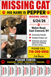 Lost Male Cat last seen Mystic Hills Brewery , Sardinia, NY 14055
