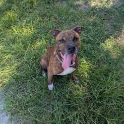 Shelter Stray Male Dog last seen , 8020 Washington St, Port Richey, FL 34668, USA
