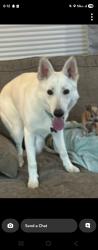 Lost Male Dog last seen Beware the rehab center on Lois st de pere, De Pere, WI 54115
