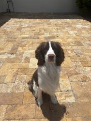Reunited Male Dog last seen Griffin Rd, Southwest Ranches, FL, USA, Southwest Ranches, FL 33331
