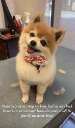 Reunited Male Dog last seen Near and Troy around Marquette park area , Chicago, IL 60629