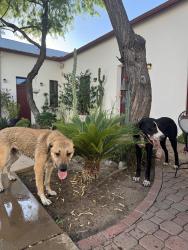 Found/Stray Male Dog last seen Downtown, Tucson, AZ 85701