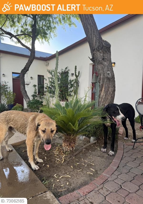 Found/Stray Male Dog last seen Downtown, Tucson, AZ 85701