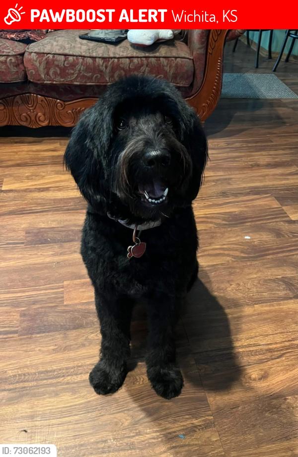 Lost Female Dog last seen Hoover and MacArthur, Wichita, KS 67215