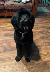 Lost Female Dog last seen Hoover and MacArthur, Wichita, KS 67215