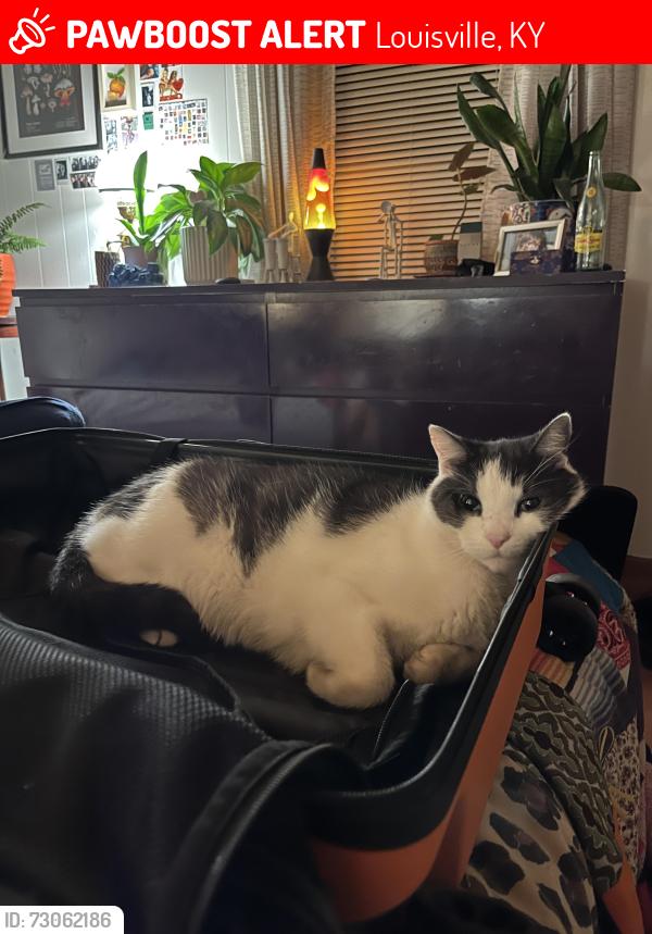 Lost Male Cat last seen Brook & Woodbine, Louisville, KY 40208