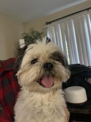 Found/Stray Male Dog last seen Woidland Hills R., Colorado Springs, CO 80918