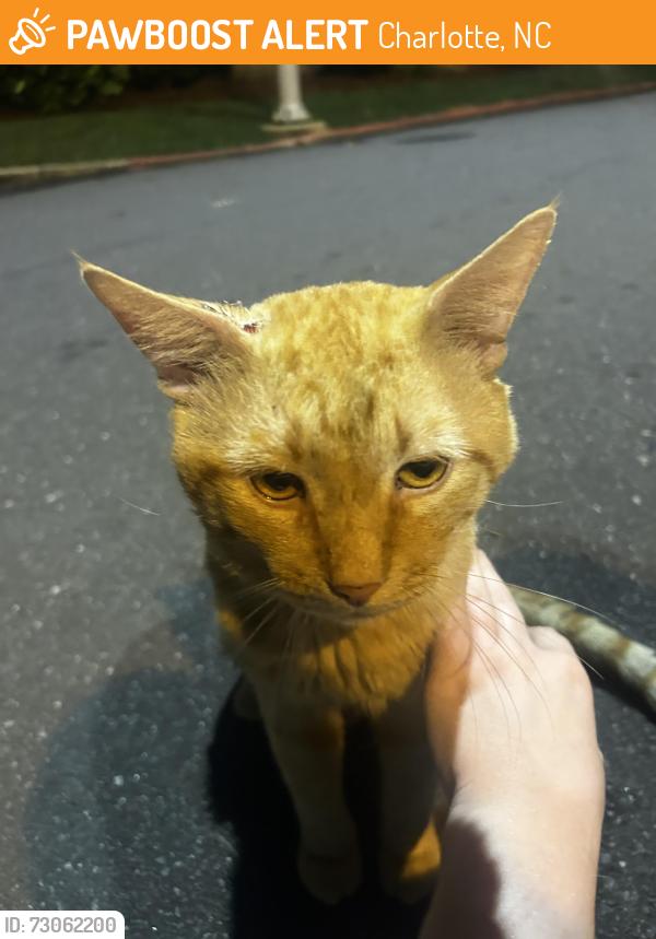 Found/Stray Male Cat last seen Next to sledge field middle school, Charlotte, NC 28209