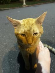 Found/Stray Male Cat last seen Next to sledge field middle school, Charlotte, NC 28209
