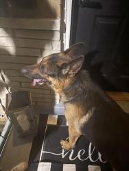 Reunited Male Dog last seen Adams and Coogan , Northbrook, OH 45231