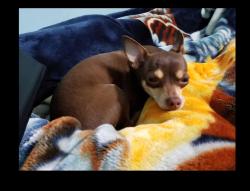 Lost Female Dog last seen Little York and Fry, Katy, TX 77449
