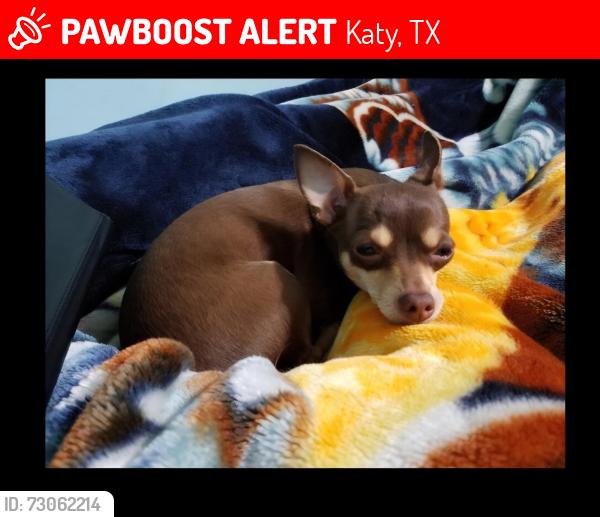 Lost Female Dog last seen Little York and Fry, Katy, TX 77449